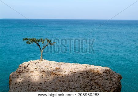 The coast on the island of Socotra Yemen
