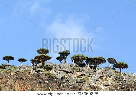 Dragon's Blood Tree At The Island Of Socotra