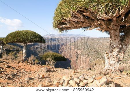 Dragon's Blood Tree At The Island Of Socotra