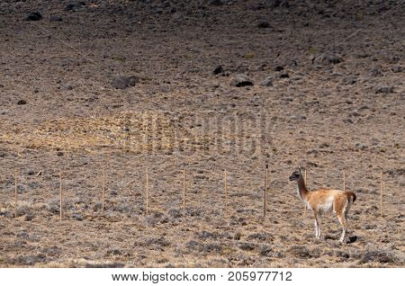 A Guanaco looking out across the patagonian desert. Patagonia, Argentina