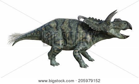 3D Rendering Dinosaur Albertaceratops On White