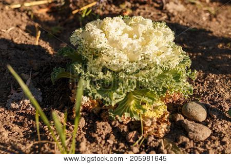 Decorative Cabbage