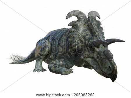 3D Rendering Dinosaur Albertaceratops On White