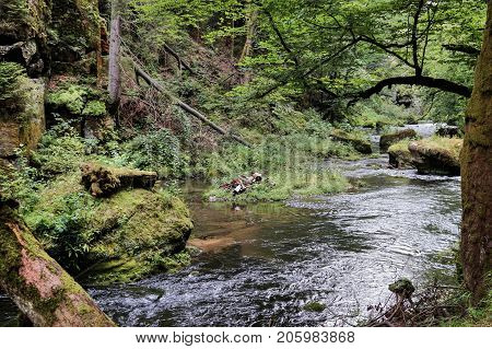 super nature in bad schandau suitable as a background or abstract