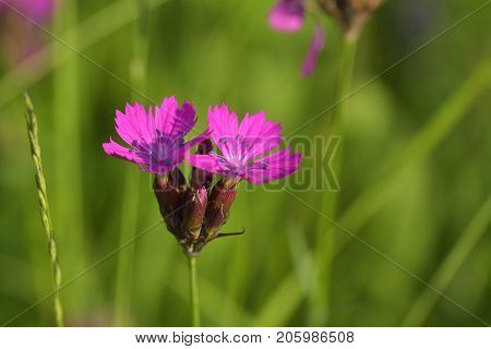 Wild flowersCarthusian Pink (Dianthus carthusianorum ). Natural outdoors  background