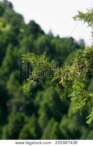 pine tree in the mountains . In the park in nature