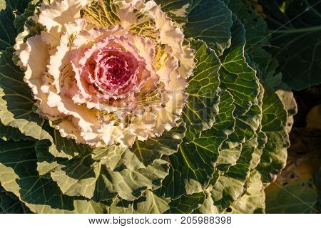 Decorative Cabbage