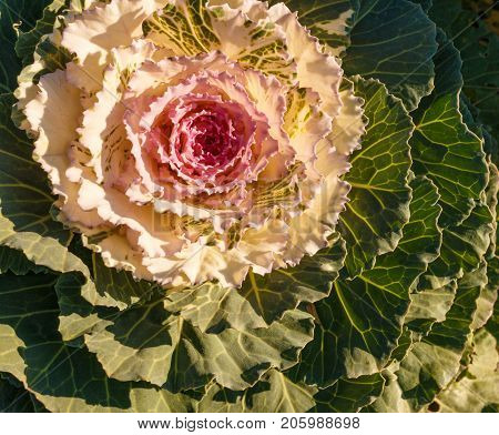 Decorative Cabbage
