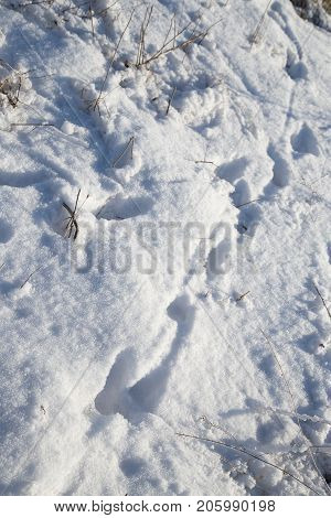 spoor in the snow . In the park in nature