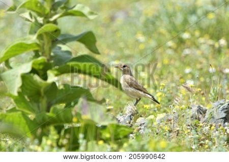 Northern Wheatear (Oenanthe oenanthe) in wild nature