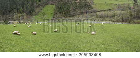 Euskal Sheeps at Gipuzkoa valley panoramic view