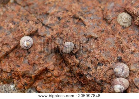 Common Periwinkle (littorina Littorea)