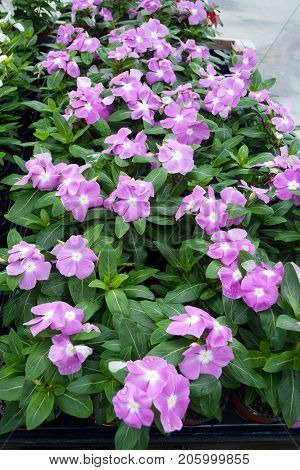 Impatiens Or Jewelweed Flowers