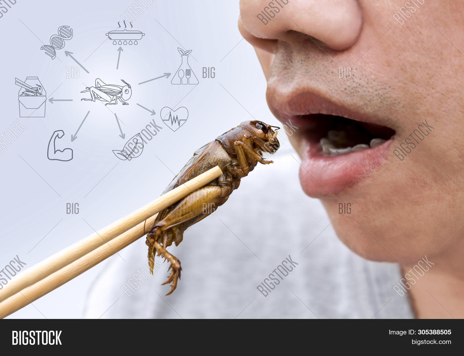 Жук пандерус. Способы питания насекомых. Пища насекомых очень разнообразна поэтому ротовой. Пища насекомых очень разнообразна поэтому ротовой. Органы питания насекомых.