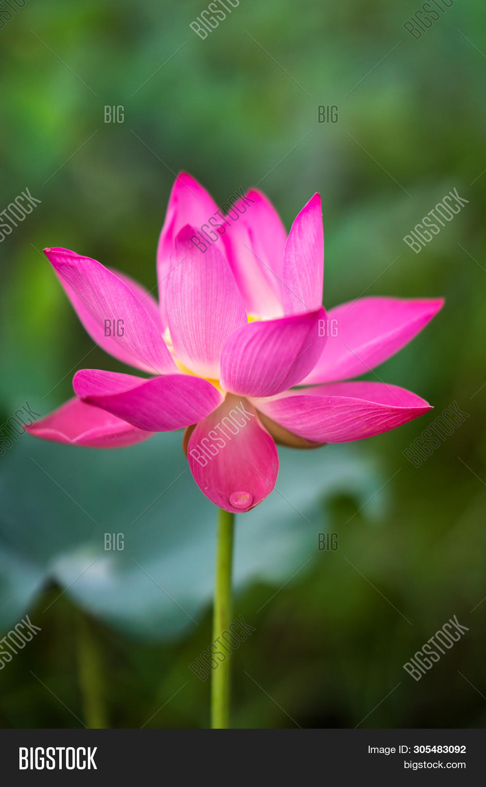 Лилия lotus beauty