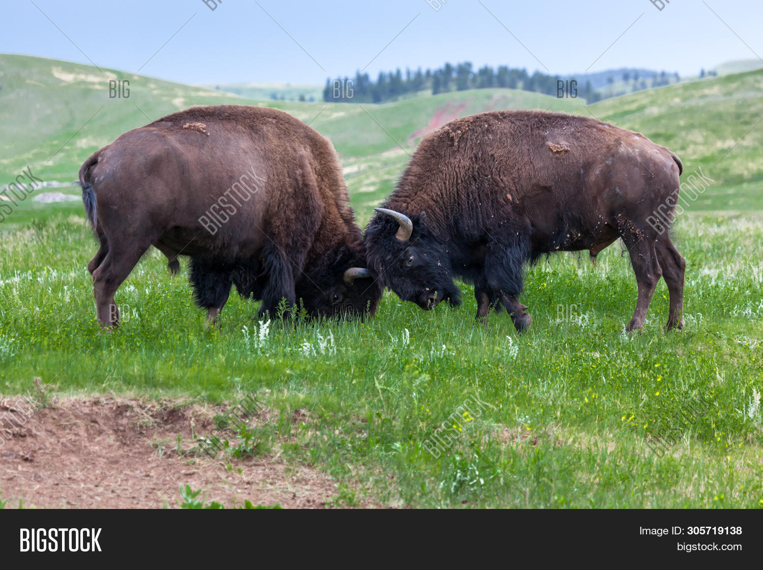 Two Male Bison Use Image & Photo (Free Trial) | Bigstock