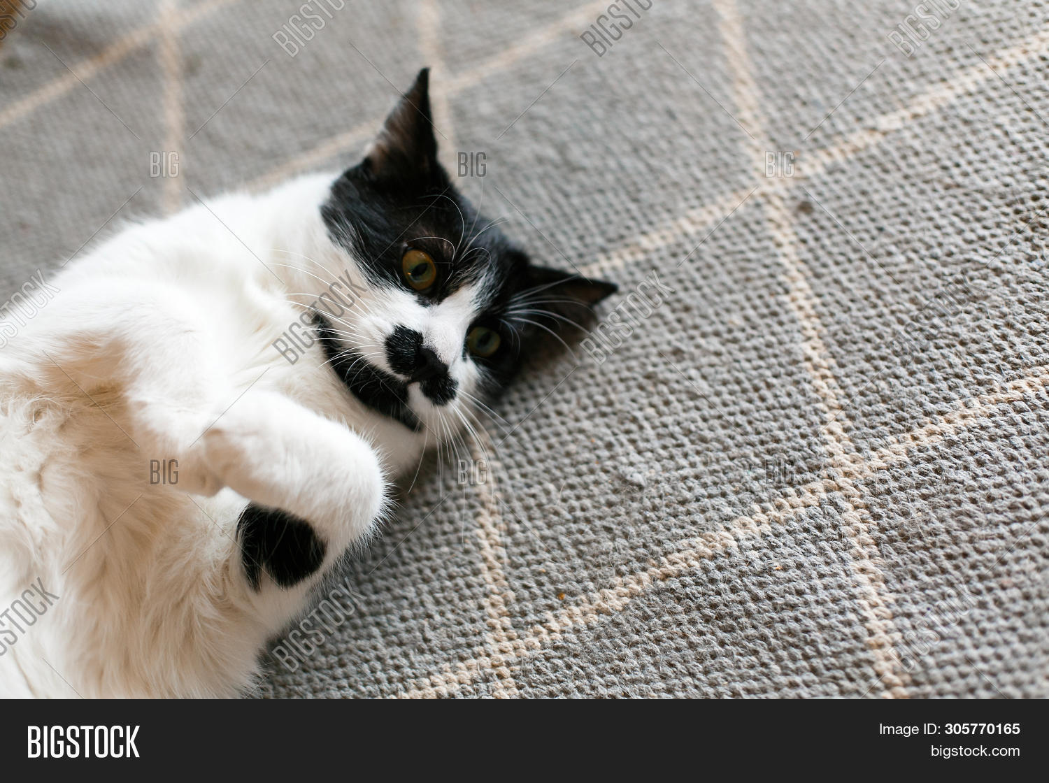 Cute Cat Lazy Lying On Image Photo Free Trial Bigstock