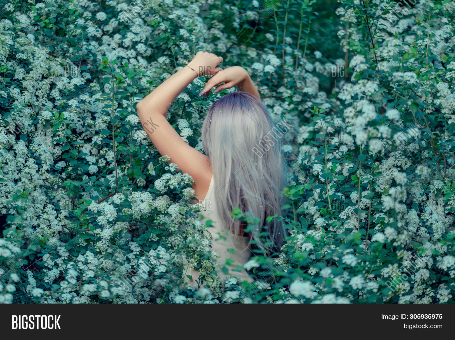 Fairy-tail Forest Image and Photo (Free photo