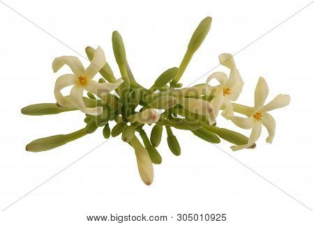 Focus Stacked Image Of A Cluster Of Male Papaya Flowers Isolated On White