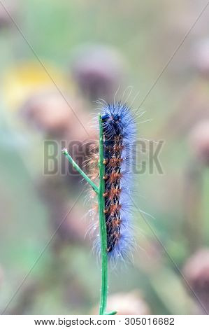Hungy Fox Moth Caterpillar Chomping Down On The Top Of A Vertical Branch.