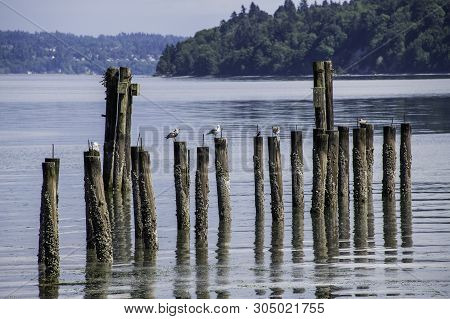 Sea Gulls Perched On Pilings, Vashon Island.