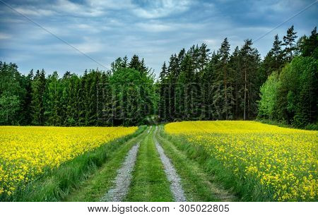 Yellow rapefield with blue sky. Agriculture, environment and energy concept