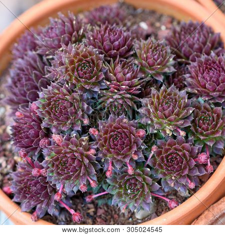 Succulents Or Cactus In A Garden. Hens And Chicks Plant Succulent Plant In Flower Pot. Close Up Imag