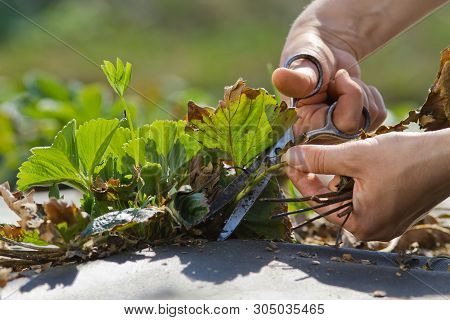 Hands Of Gardener Cut Strawberry Runners With Scissors