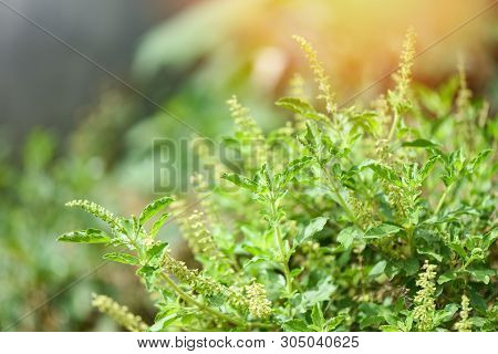 Holy Basil Leaf Nature Vegetable Garden Background - Ocimum Sanctum