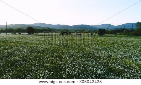 Beautiful Aerial View Of Blooming Flowers Field, Growing Pine Trees And Mountains. Lovely White Cham