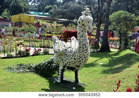Kodaikanal, Tamilnadu, India - June 2, 2019: Peacock Statue Made With Flowers At The 58Th Flower Sho
