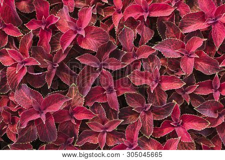 Bright Red Leaves Of Perennial Plant Coleus, Plectranthus Scutellarioides. Decorative Red Velvet Col
