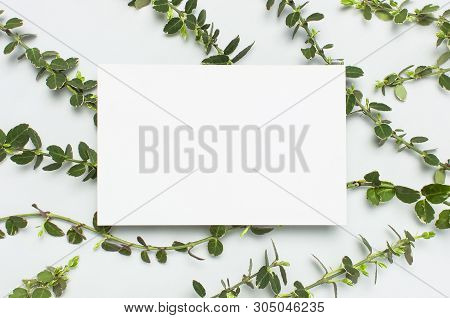 Blank White Paper And Spring Green Twigs Of Plants On Gray Background Top View Flat Lay Copy Space.