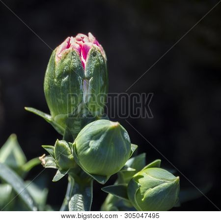 Pink Opening Bud Of Blooming Dianthus Caryophyllus, Carnation Or Clove Pink, Close Up Macro, Selecti