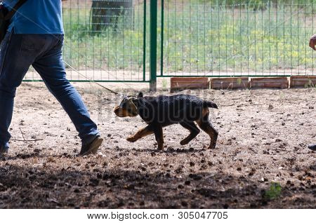 Little Rottweiler Shows Its Character Stubbornly Unwilling To Obey The Request Of The Owner.