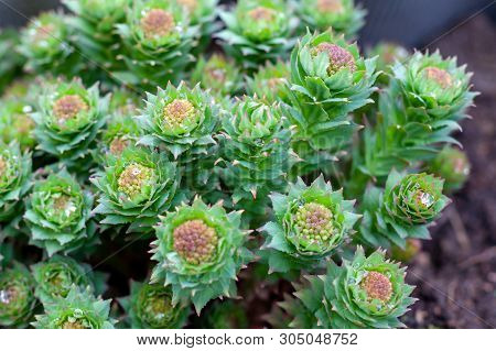 Green Stems Of Rhodiola Rosea In The Spring, Covered With Rain Drops, Closeup. Medicinal Plant Golde