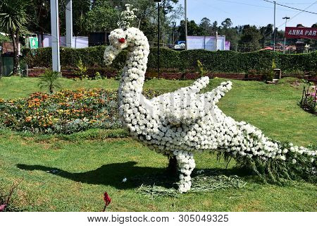 Kodaikanal, Tamilnadu, India - June 2, 2019: Peacock Statue Made With Flowers At The 58th Flower Sho