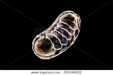 3d Rendered Digital Illustration Of Mitochondria In Dark Background