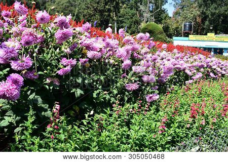 Kodaikanal, Tamilnadu, India - June 2, 2019: The 58Th Flower Show In Kodaikanal
