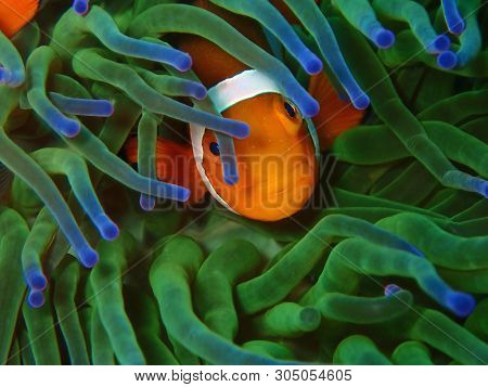 Closeup And Macro Shot Of Western Clownfish Or Anemonefish During Leisure Dive In Tunku Abdul Rahman