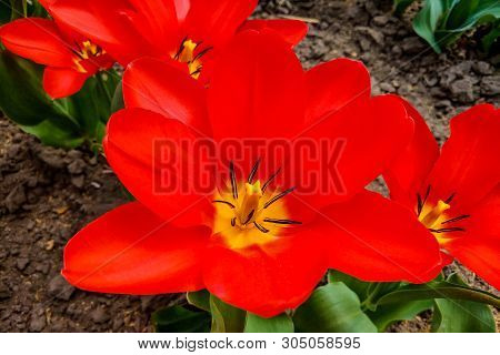 Macro Photo Of Red Tulips Of Nature Colors. Background Blooming Tulips Flowers With Open Buds.