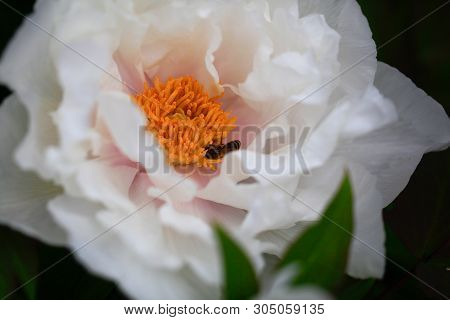 Tree-like Peony, Tree-shaped White Peony In The Garden, Peony Petals Close-up At Sunset, Natural Blu