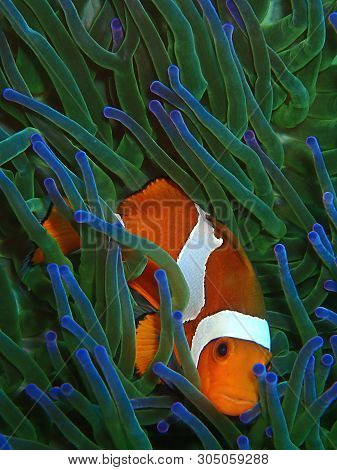 Closeup And Macro Shot Of Western Clownfish Or Anemonefish During Leisure Dive In Tunku Abdul Rahman