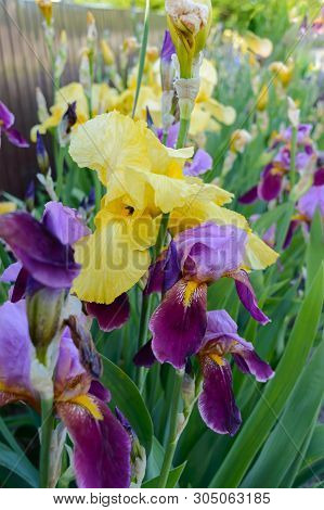 Bushes Iris In The Garden. Purple And Yellow Iris Flowers. Spring Summer Flowers.