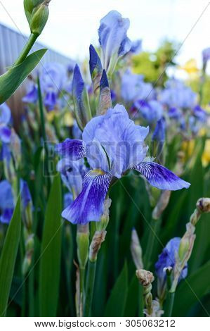 Beautiful Iris Bushes In The Garden. Blue Flowers Iris. Spring Summer Flowers.