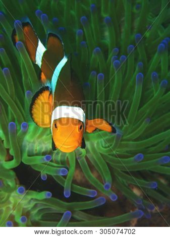 Closeup And Macro Shot Of Western Clownfish Or Anemonefish During Leisure Dive In Tunku Abdul Rahman