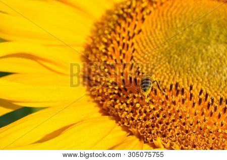 Single Flower With Bee Insect Pollinated Bright Sunflower Stamens Closeup. Small Bee Gathering Yello