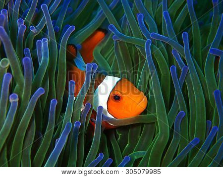 Closeup And Macro Shot Of Western Clownfish Or Anemonefish During Leisure Dive In Tunku Abdul Rahman
