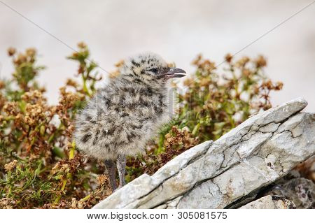 Chick Of Red-billed Gull Standing On Rocks, Kaikoura Peninsula, South Island, New Zealand. This Bird