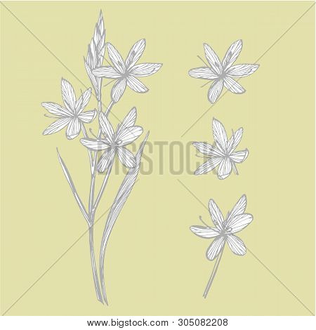 Kafir Lilies Flowers. Collection Of Hand Drawn Flowers And Plants. Botany. Set. Vintage Flowers. Bla